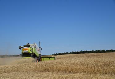 En Île-de-France, la majeure partie des cultures ont vu le passage des moissonneuses-batteuses. L'occasion de faire un premier point des moissons.