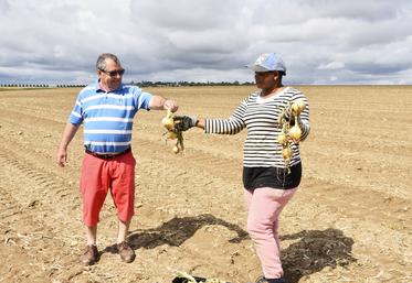 Vendredi 27 juin, à Commeny (Val-d'Oise). Hervé Delacour a sollicité l'association Le Maillon pour glaner des oignons.