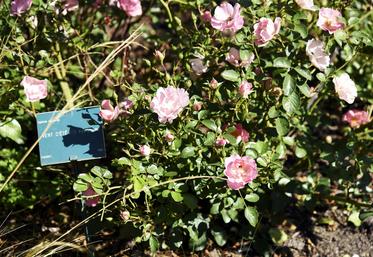 Le jardin de démonstration permet aux visiteurs et futurs acheteurs de voir les rosiers en situation, directement sur le site de production.