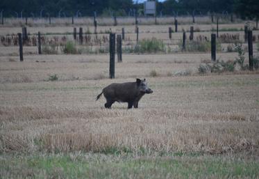 La FNSEA 45 et la Fédération des chasseurs du Loiret partagent l'objectif de réduire les dégâts.