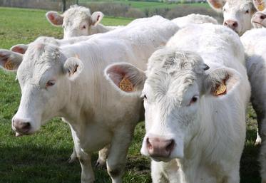 Des mesures sanitaires ont été mises en place autour des foyers pour limiter la propagation de la DNC. Certains opérateurs évoquent déjà des impacts sur le marché. 