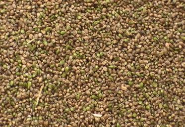 Bon stade de récolte du chènevis (moins de 10 % de grains verts).