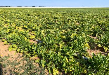 Le 31 juillet, à Seresville. Quelques parcelles autour de Chartres sont marquées par les symptômes de la jaunisse de la betterave.