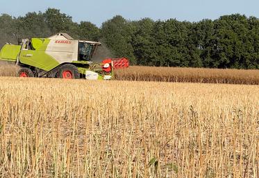 Le 4 juillet, à Saint-Lucien. Le colza est également la bonne surprise de la collecte de NatUp.