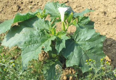 Le datura, une plante toxique présente dans les cultures de la région.
