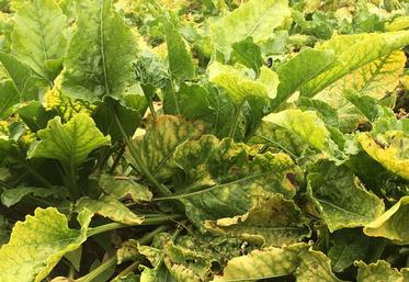 La censure partielle de la loi Duplomb par le Conseil constitutionnel prive certaines filières agricoles d’outils essentiels, notamment l'acétamipride pour protéger la betterave de la jaunisse.