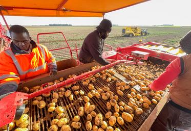 Compte tenu des épisodes de canicule, les chantiers d'arrachage ont été décalés le soir ou tôt le matin pour permettre aux trieurs de travailler dans des conditions acceptables.