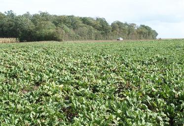 Le groupe coopératif Cristal Union présentera des résultats d'essais, réalisés entre 2022 et 2024, en agriculture régénératrice pendant le salon Innov-agri.