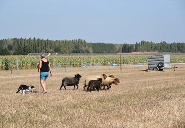 Les démonstrations de chiens de berger, une animation habituelle, intègre le pôle élevage.