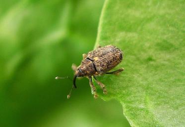 Les OAD aident à la gestion des altises et du charançon du bourgeon terminal. 