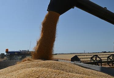 La chambre d'Agriculture de Loir-et-Cher a communiqué sur les rendements des moissons de cet été dans le département. 