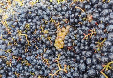 Top départ pour les vendanges en Loir-et-Cher.