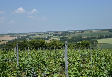 Montdauphin, vendredi 13 juin. Les parcelles du domaine Delorozoy, dans la vallée du Morin, sont implantées de quatre cépages différents. 