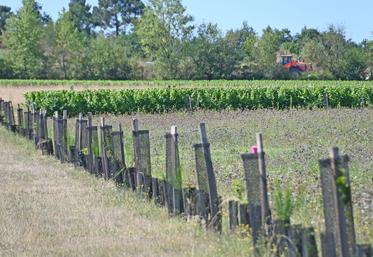 Mercredi 9 juillet, à Saint-Romain-sur-Cher. Une dizaine de viticulteurs sont venus visiter un îlot de l'exploitation viticole du Domaine du Chapitre, où plusieurs kilomètres de haies ont été replantés.