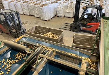 Le Groupe Coisnon gère près de 55 000 tonnes de pommes de terre en tant que négociant et les distribue sur les marchés de gros et la grande distribution au niveau national, mais aussi à l’export dans toute l’Europe. 