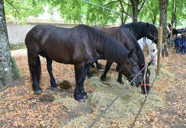 Symbole de force et de douceur, le cheval percheron, race emblématique du travail agricole, a captivé le public de la foire aux bestiaux de Sully. Sa stature imposante rappelle le rôle essentiel de ces chevaux dans l’histoire rurale.