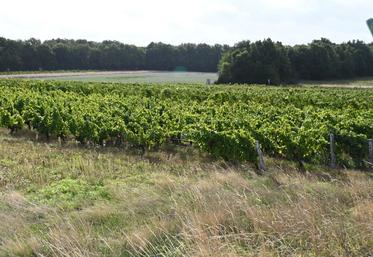 L'Inrae a publié un dossier technique mettant en avant les mutations à venir pour la filière viticole afin de s'adapter au changement climatique notamment. 