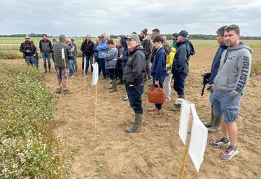 Jeudi 11 septembre, à Orsonville (Yvelines). Les agriculteurs présents lors de la réunion organisée par la Chambre ont pu comparer des variétés de sarrasin.