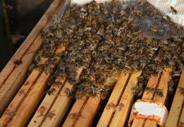 Le 6 novembre, une formation est proposée aux apiculteurs professionnels et porteurs de projet sur la réglementation et l’hygiène en miellerie.