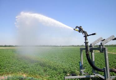 L’irrigation par aspersion est plus propice à la propagation du mildiou que le goutte-à-goutte.