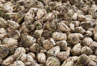 Les premiers arrachages de betteraves confirment des rendements globalement corrects, malgré des disparités liées aux conditions locales et à la jaunisse.