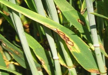 La rhynchosporiose sur orge d'hiver est une maladie très nuisible mais facile à reconnaître.