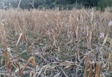 Les dégâts de sanglier sur les cultures de printemps représentent des pertes économiques considérables pour de nombreux agriculteurs.