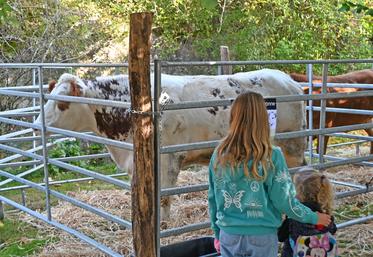 Dimanche 12 octobre à Mondoubleau. La race saosnoise percheronne était représentée lors de la foire aux bestiaux.