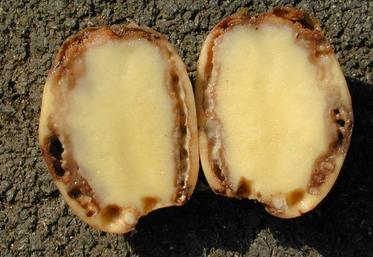 La bactérie peut s’observer par le flétrissement du feuillage, un noircissement des tubercules, ou être présente sans aucun symptôme visuel.