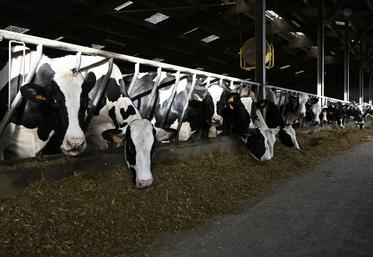 L'élevage de Bertrand Delenclos et de son associé Nicolas Dalmard compte 125 vaches de race prim'holstein.