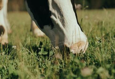 La réduction des charges est notamment due à l’alimentation à l’herbe, avec moins de concentrés achetés et moins d’investissements en bâtiments.