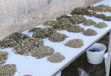 L’analyse des fourrages est nécessaire pour bien identifier leur composition, leur digestibilité et leurs valeurs alimentaires.