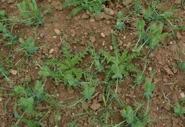 En pois d’hiver, la prélevée est à privilégier pour les situations difficiles, complétée d’une post-levée modulée si besoin.