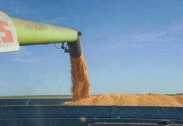 Quantité et qualité sont au rendez-vous de la récolte maïs de la Scael qui établit un record au terme de cette campagne.