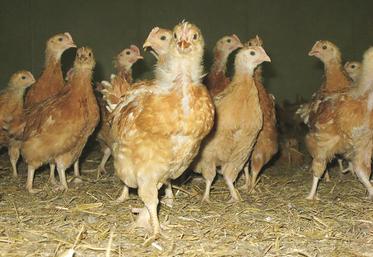 Alors que tous les élevages de volailles professionnels en Label rouge en zone Cafo sont indemnes, l'influenza aviaire oblige tout de même les éleveurs à être prudents et à respecter les règles de biosécurité.