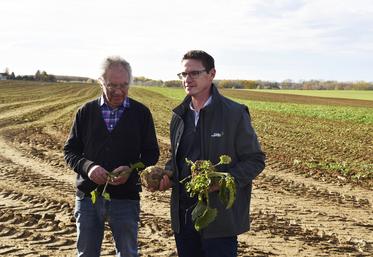 L'importance de la coupe du collet et de son traitement après récolte a été mis en exergue.