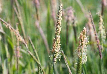 La pression des graminées comme le ray-grass, le vulpin, les bromes… est de plus en plus forte.