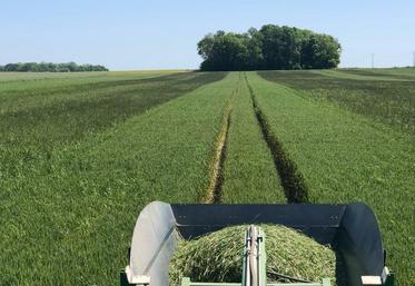 Au passage de l'écimeuse, les effets sur les adventices sont particulièrement probants. 