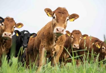 Broutards dans un pré. 