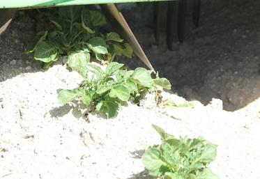 Une nutrition phosphorée insuffisante dès le démarrage du cycle de production peut entraîner une perte de rendement de 10 à 15 %.