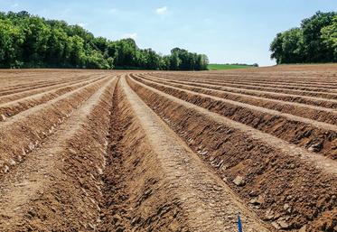 Une dose de 60 % d’azote apportée en localisé permet de dépasser le rendement à la dose 100 % en plein. 