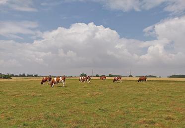 Le pâturage successif des chèvres et des vaches améliore la valorisation des prairies et renforce la complémentarité entre les deux ateliers.
