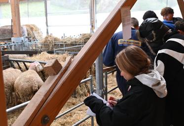 Jeudi 27 novembre, à Villavard. Les élèves des établissements scolaires du département ont participé au concours de pointage ovin.