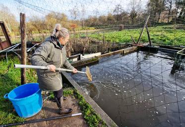 Élevées sur l’exploitation, les truites de la Pisciculture Ollivier sont particulièrement plébiscitées par la clientèle à l’approche des fêtes de fin d’année.