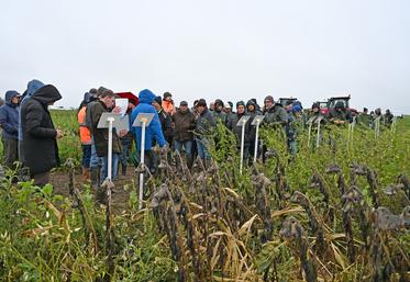 Augers-en-Brie, vendredi 28 novembre. Une cinquantaine d'agriculteurs a pris part à la visite des essais de couverts végétaux.