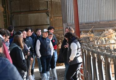 Mardi 9 décembre, à Montoire-sur-le-Loire. Lors de la matinée allaitante, une trentaine d'élèves du lycée agricole de Montoire étaient présents.