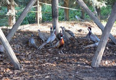 Élevage de faisans.