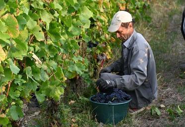 Les vendanges au sein des appellations de Loire se sont globalement bien déroulées, avec des raisins sanitairement très bons. La qualité du millésime 2025 à venir s'annonce excellente.