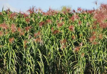 Le miscanthus peut contribuer à protéger les ressources en eau du territoire.