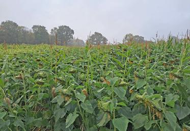 Disposant d’une bonne résistance au stress hydrique et thermique, le tournesol, en association avec du maïs ou du sorgho, s’avère une solution satisfaisante, d’autant que certaines variétés, spécifiques aux Cive, s’affichent à un prix très abordable.